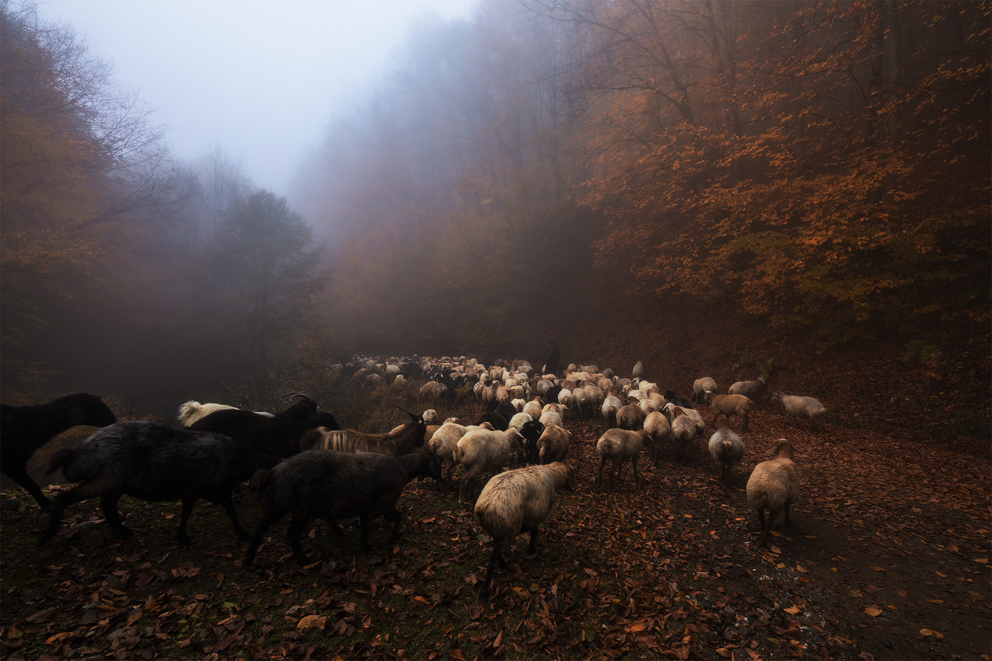 grazing