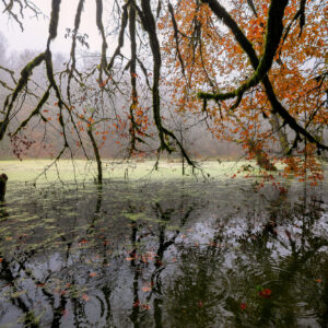 Swamp