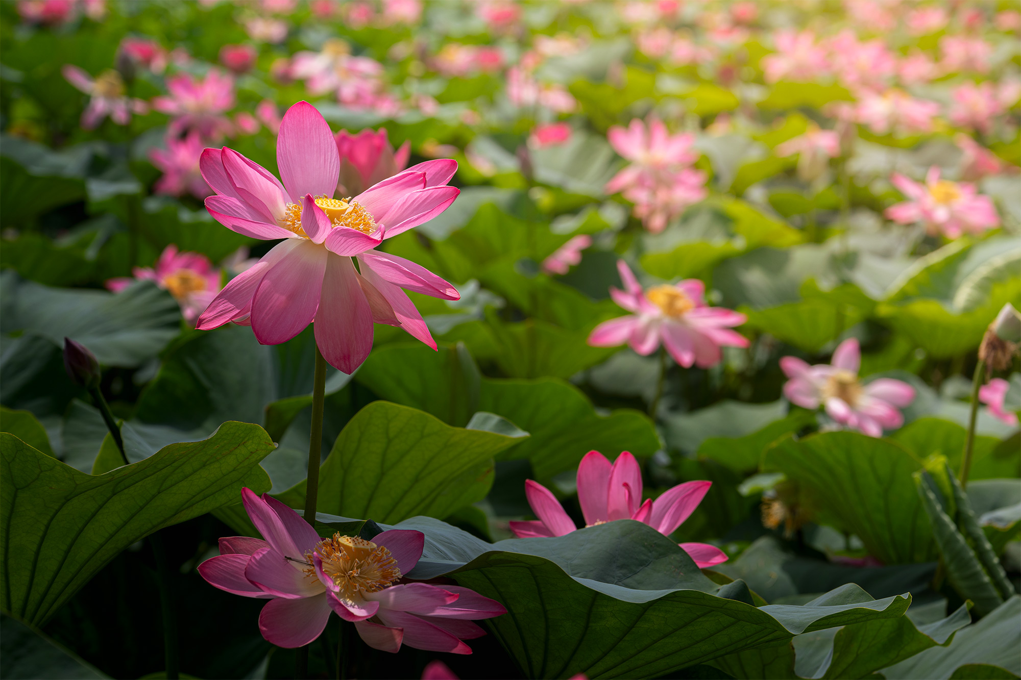 Water Lily
