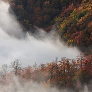 dreamy autumn