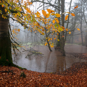 Autumn swamp