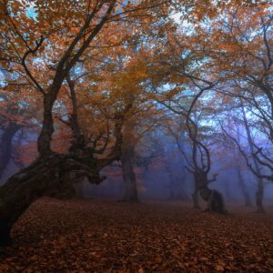 Colorful autumn