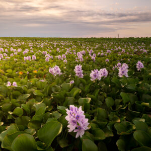 Hyacinth flower