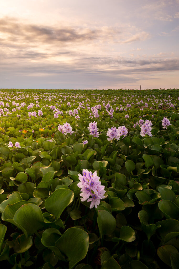 Hyacinth flower