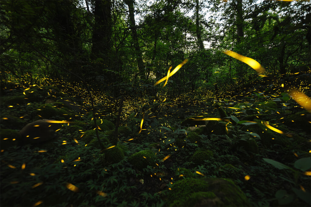Firefly