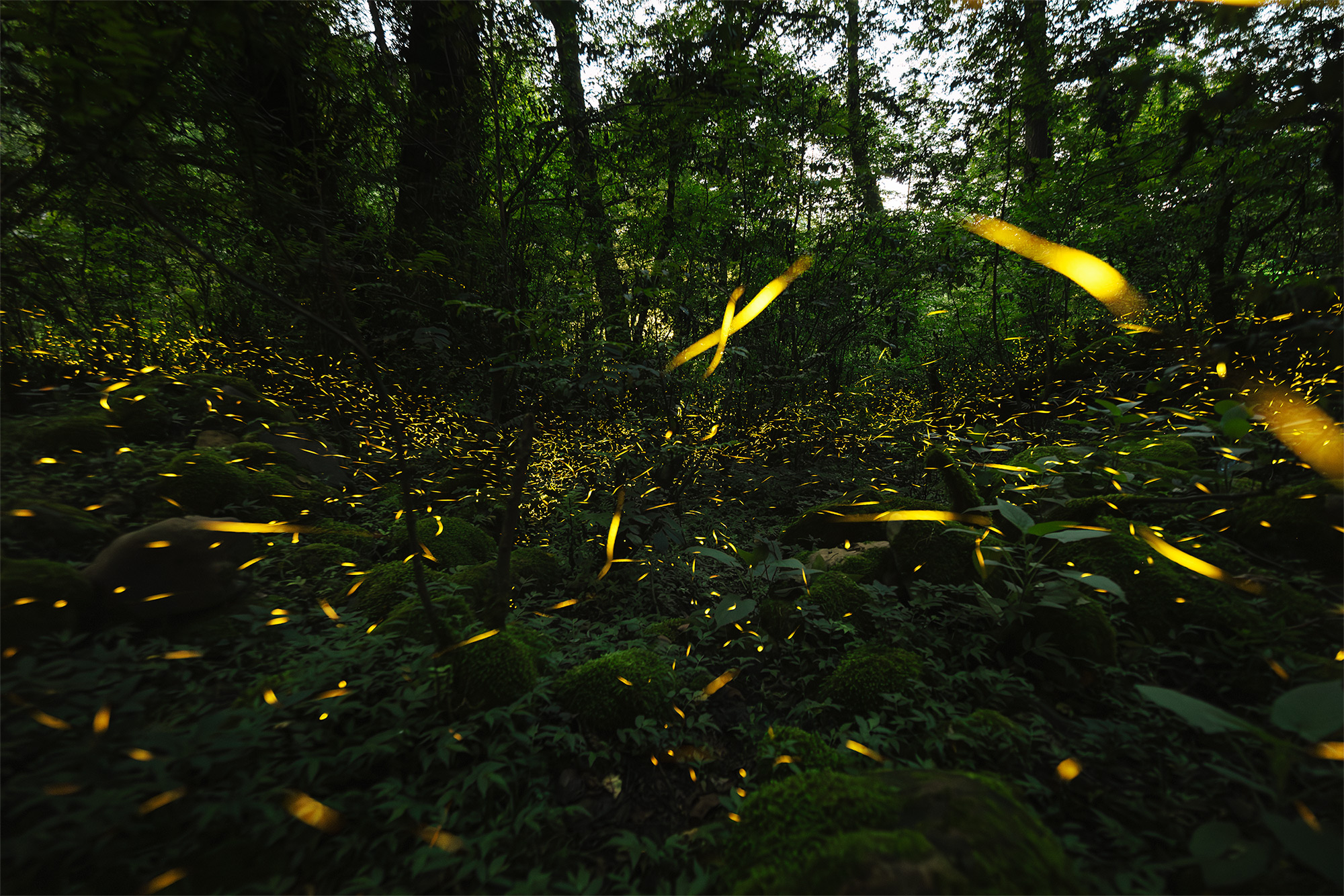 Firefly