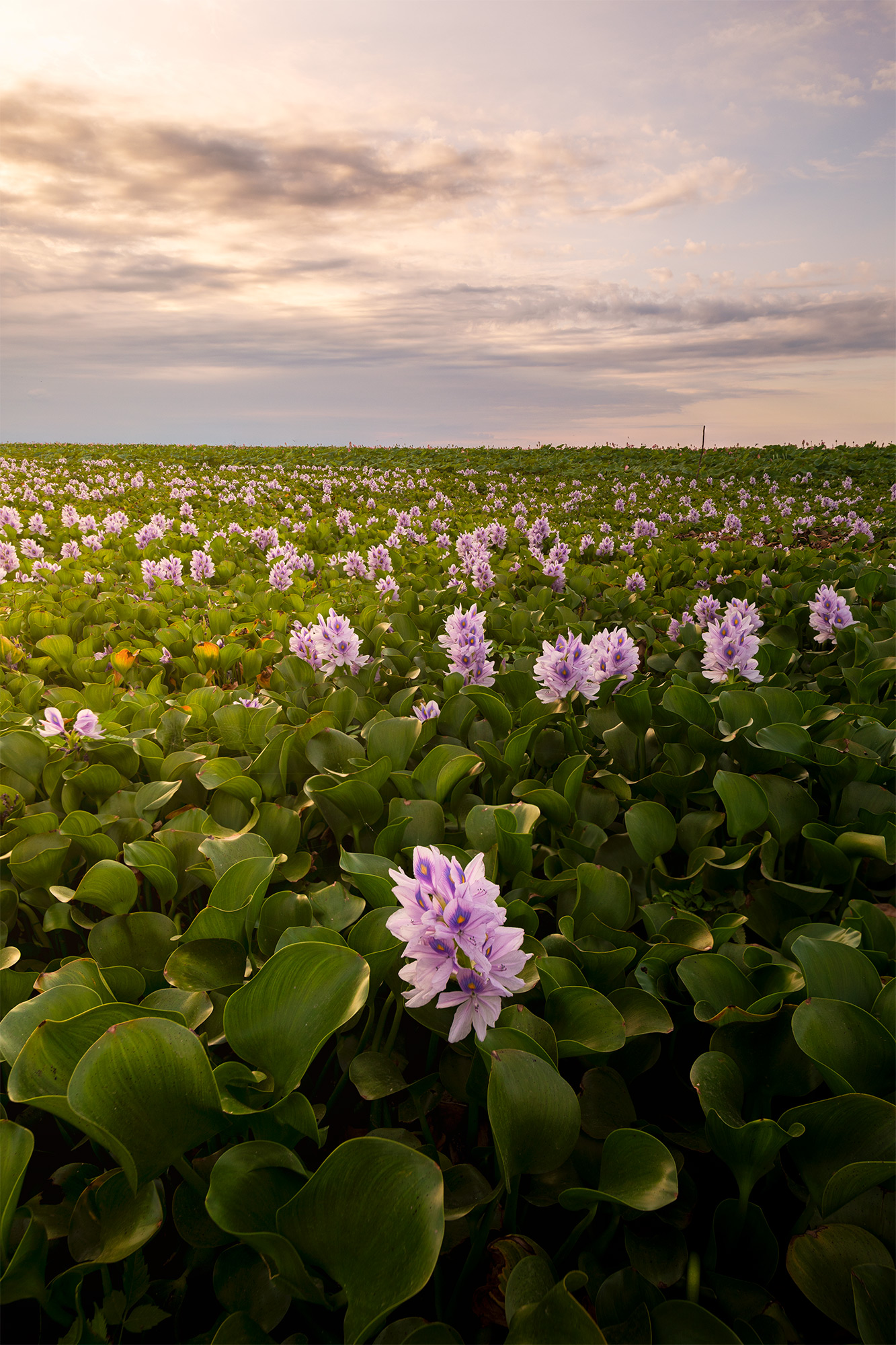Hyacinth flower